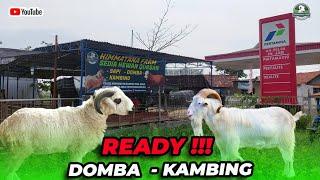 KAMBING & DOMBA QURBAN READY DI LAPAK KRAPYAK PEKALONGAN,  GRATIS ONGKIR & PERAWATAN SAMPAI HARI H