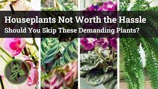 Houseplants Not Worth the Hassle / Should You Skip These Demanding Plants?