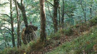 Experts monitor brown bear population in Pyrenees | AFP