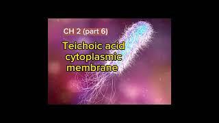 Levinson Ch2 (part 6) microbiology Teichoic acid and cytoplasmic membrane