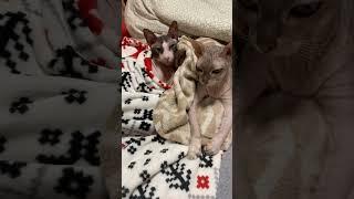 Кот Яша и кошка Алиса.