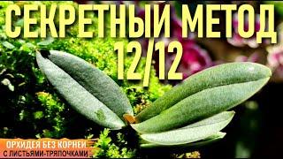 ️МОЙ СЕКРЕТНЫЙ МЕТОД ВОССТАНОВЛЕНИЯ ОРХИДЕЙ МЕТОД 12/12 И ОРХИДЕЯ БЕЗ КОРНЕЙ С ЛИСТЬЯМИ-ТРЯПОЧКАМИ!