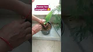 Boston fern propagation  || #bostonfern #plants #ferns #garden #viral #shorts #youtubeshorts