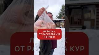 От расклёва кур и яиц, От канибализма. Подробности в описании