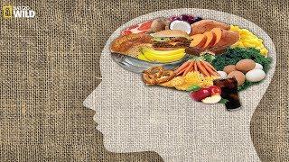 National Geographic - Food on the Brain - BBC Documentary