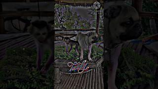 #farim #pferd #bauernhof #cowboy #trendingshorts