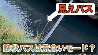 【11月】 2投で釣れた？秋の見えバスは勝負が早い！？【バス釣り】【霞ケ浦水系】