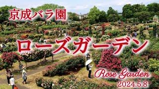 【京成バラ園】 ローズガーデン 2024.5.8 〜バラの景色と癒やしのBGM〜4K