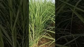 sugar cane 86002. Sanjaybhai patel.