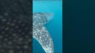 Once-in-a-Lifetime Adventure: Swimming with Whale Sharks in Bohol #bohol