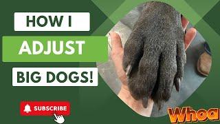 How I adjust big dogs! Watch this!