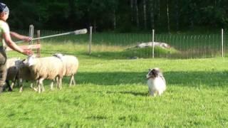 Paimennusta Vehmersalmella Herding with Timmy the sheepdog 28.6.2011