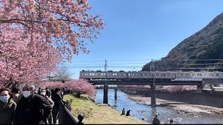 日本看富士赏樱花之旅，尽情享受美食温泉和绝景