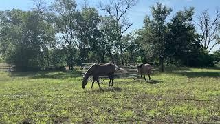 Messing With Horses On Sunday Morning In Texas