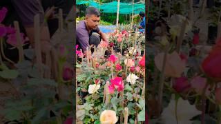 From Farm to Sale: Stunning Dutch Rose Plants #shorts