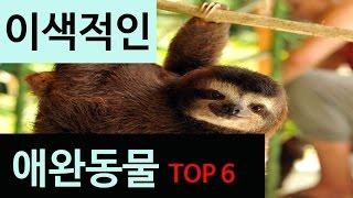 (랭킹박스) 이색 애완동물 TOP 6