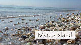 Searching for Seashells at low tide. Marco Island seashell hunt at my not-so-secret shelling spot.