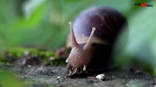 Siput Makan -  Moment Snails Eat