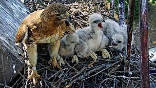 Cornell Red-tailed Hawks | Egg Hatching To Chicks Fledging | Highlights 2021