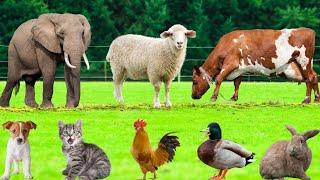 Friendly Farm Animals : Chicken, Cat, Cow, Dog, Sheep, Duck, Rabbit, Squirrel - Farm Animal Sounds