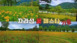 크루즈 타고 갈 수 있는 가평 자라섬 가을꽃 축제 Colorful Garden Jara Island Flower Festival, Gapyeong