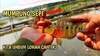 MANCING IKAN RED DEVIL DAN LOHAN DI BELAKANG LAPAK‼️GACOR‼️INI UMPAN DAN TEKNIKNYA‼️