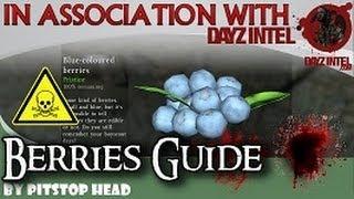 DayZ Standalone Berries Guide by Pitstop Head