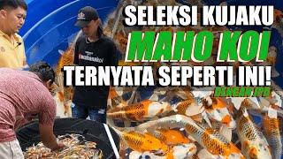 CARI KUJAKU SUPER DI MAHO KOI BLITAR | TEBAS SATU KOLAM | KC ETJO KOI KEDIRI MENGGUNAKAN JPD