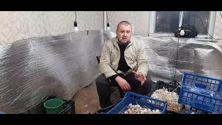 Новый сезон выращивания чеснока 2021-2022год. Ответы на актуальные вопросы на сегоднешний день.