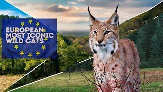 The Lynx Population In |Each European Country| Lynx Conservation