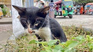 Rescue poor cat got dirty eyes and bad condition on the street | FTC Meow