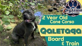 Best Cane Corso Trainer in Blakely ||| OLK9 Lehigh Valley ||| 2 Year Old Cane Corso, Qaletaqa