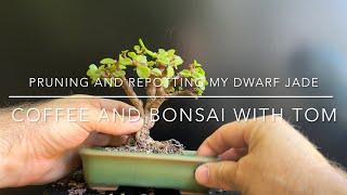 Pruning And Repotting My Dwarf Jade Bonsai Tree (Portulacaria Afra)