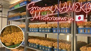 HOW TO GROW NAMEKO MUSHROOMS IN JAPAN//CULTIVATED MUSHROOMS//ナメコ