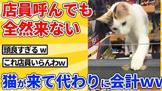 【2ch動物スレ】売店で店員呼んだら、代わりに猫が来て会計してくれたｗｗｗｗｗ