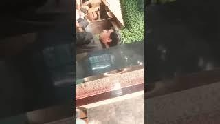 Luv Kush Hotel#shorts #youtubeshort #food#hotels