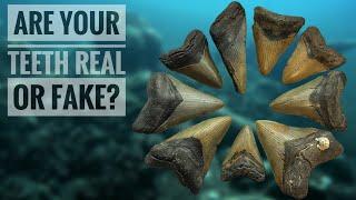 How to tell if your Megalodon tooth is real or fake