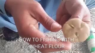 How to fishing with wheat flour bait cheap and simple