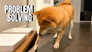 Shiba Inu Demonstrates Problem Solving Skills | Super Shiba