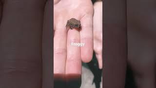 Frogging frog