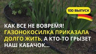 Дача в Германии. 100 выпуск. Строим крыльцо, пересаживаем розы, кормим томаты, лечим кабачок. Во как