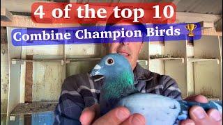 Here are more Champion Racing Pigeons