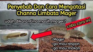 Cara Mengatasi Channa Limbata Mager || Penyebab & Solusinya