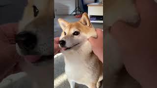 Finding out how SQUISHY this Shiba Inu is 