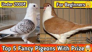 Top 5 Fancy Pigeons With Prize ~शुरुआत में कोनसे कबूतर पालने चाहिए कितने प्राइज में आपको मिलेंगे।