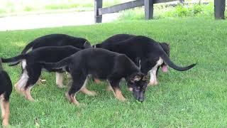 German Shepherd Puppies For Sale