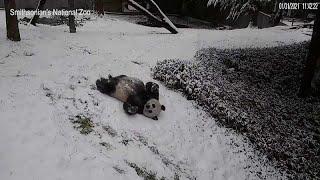 El divertido espectáculo de dos pandas jugando en la nieve