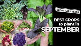 Best Seed Crops To Plant In September