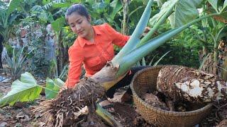 The Giant Taro Root Is Grown By Grandmother / Healthy taro root soup cooking / Cooking with Sreypov