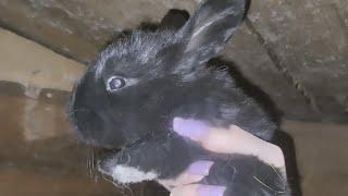 Крольчата. Мои мясные кролики #моимясныекролики #bunny #rabbit #animals #pets  #кролики_разведение